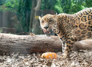 Refúgio Biológico Bela Vista de Itaipu celebram o Halloween