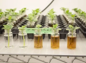 Acadian-Plant-Health-apresenta-alga-marinha-altamente-produtiva-e-sustentavel-para-a-agricultura-brasileira-no-Congresso-Andav-Foto-Divulgacao