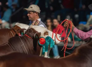 Animais Braford - Crédito Gustavo Rafael Divulgação.jpg