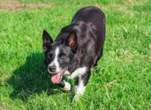 AnyConv.com__Bandida-Avare-BC