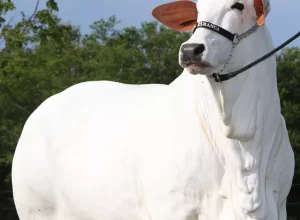 Casa-Branca-Agropastoril-oferta-genetica-superior-da-raca-Nelore-no-10-Leilao-Primavera-foto-divulgacao