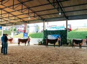 Exposição Francisco Beltrão - Crédito Dhésika Vidikin Divulgação