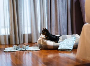 Turismo pet friendly