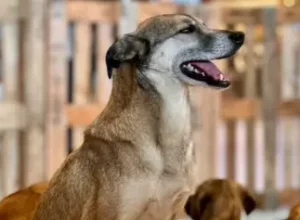 Feiradeadocao_Jockey_creditos_Bruna Benazzi.jpg