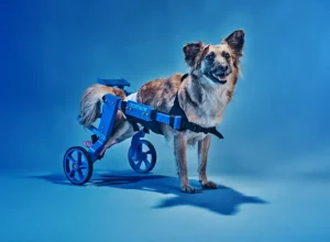 caes-proteses-decathlon