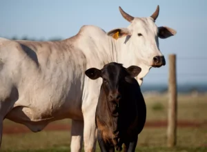 Foto Eduardo Rocha para Associação de Angus