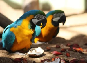 Crédito das fotos: Divulgação Bioparque Zoo Pomerode