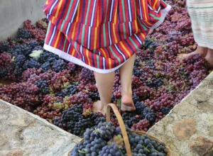 Pisa da Uva Divulgação