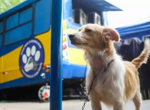 Deputada Maria Victoria (PP) confirma o programa CastraPet para 28 cidades paranaense