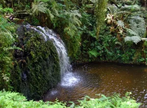 estancia-ouro-fino-curitiba-rmc