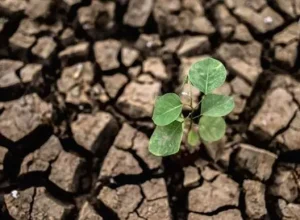 solo-semente-agricultura