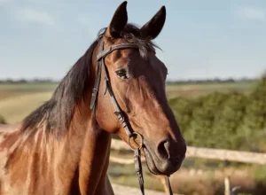 Divulgação: Internet Brasil ocupa o quarto lugar no ranking dos paises com mais cavalos no território.