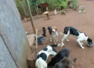 maus-tratos-animais-pmpr