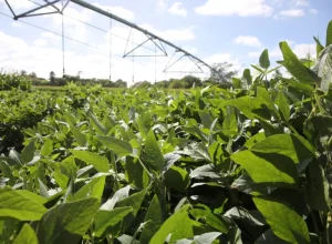 Lavoura Irrigada - Crédito Paulo Rossi Divulgação