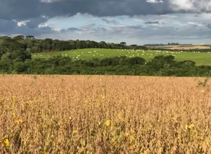 avoura Pecuária - Crédito Armindo Barth Neto Divulgação