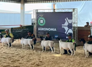 Ovinos Coopavel - Crédito Ovinopar