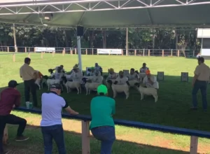 Foto: Ovinopar/Divulgação