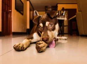 Imagem: Pexels Pets sem raça definida lideram a preferência do brasileiro, segundo análise feita pela VetFamily e OnePet_imagem Pexels