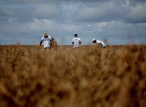 Equipe do Rally da Safra avalia lavoura de soja Rally da Safra/ Eduardo Monteiro