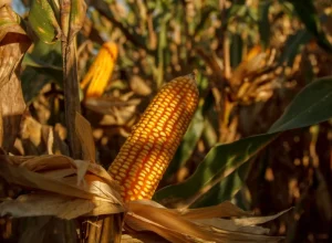 Milho segunda safra Rally da Safra / Agroconsult