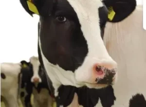 sYNTEC-Metrite-em-vacas-leiteiras-impacta-na-reproducao-e-requer-atencao-dos-pecuaristas-Foto-Freepi