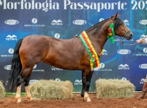 Sao-Jose-das-Lages-Acoiteira-Credito-Felipe-Ulbrich-Divulgacao