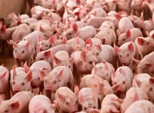 suinocultura