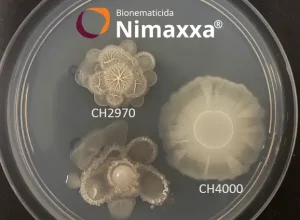 UPL-Cepas-de-bacterias-que-compoem-o-bionematicida-bioestimulante-Nimaxxa-Credito-Divulgacao