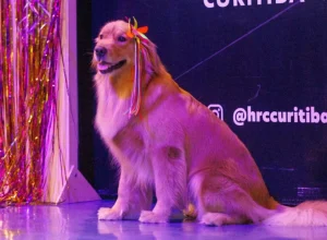 Uma-Festa-Junina-para-pets-e-tutores-e-toda-familia-curtirem-juntos