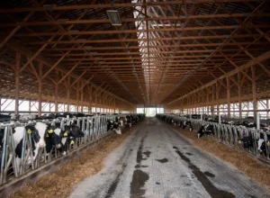 Foto: Lance Cheung - United States Department of Agriculture (USDA)