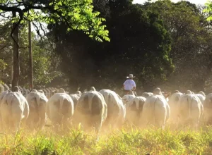 gado-nelore