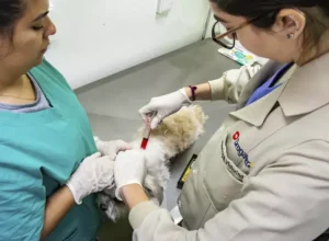 curitiba_animais cajuru