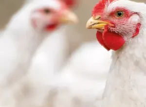 parana__avicultura foto faep