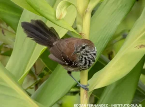 Bicudinho do Brejo Edgar Fernandez