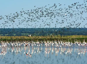 Espaço de Visitação e Observação de Aves - EVOA Turismo de Lisboa
