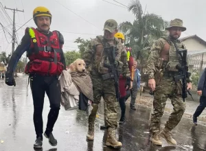 parana_bombeiros salvam cães