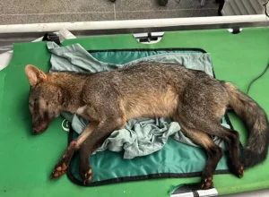 cachorro do mato tratamento