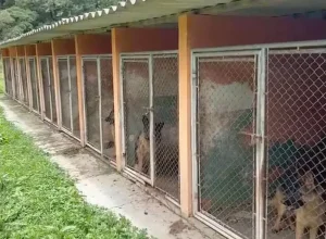 cães maus tratos almirante.jpg