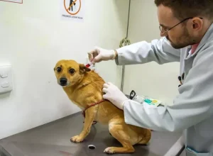 cão em exame-prefeitura