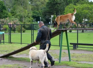 caominhada-policia-saojosedospinhais