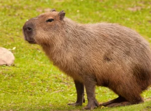 capivara