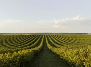 campo-agricultura