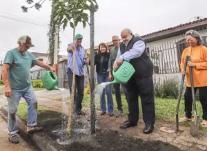 curitiba__greca planta árvores no tarumã