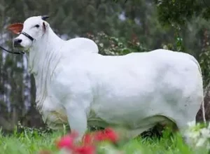 Carina FIV do Kado, tricampeã Nelore