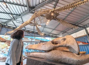 Museu da Vida Marinha