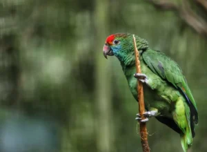 parana__papagaio iha do mel