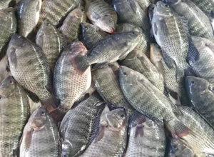 peixe-br-exportacoes-primeiro-tri-2024-foto-divulgacao