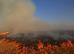 parana__queimada no campo