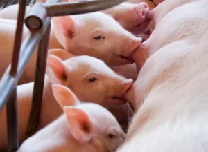 suinocultura