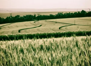 Lavoura de trigo na região de Guarapuava. foto FAEP